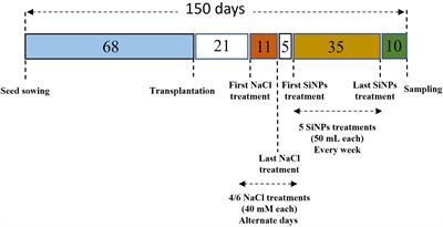 Silicon nanoparticles (SiNPs) restore photosynthesis and essential oil content by upgrading enzymatic antioxidant metabolism in lemongrass (Cymbopogon flexuosus) under salt stress